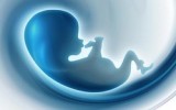 embryo