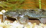 Фото fish-book.ru